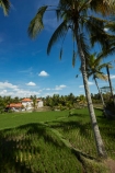Bali;Indonesia;Southeast-Asia;Asia;Ubud;green;agricultural;agriculture;Asia;Asian;Asian;country;countryside;crop;crops;farm;farming;farmland;farms;field;fields;horticulture;paddock;paddocks;paddy-field;paddy-fields;rice-field;rice-fields;rice-paddies;rice-paddy;rural;palm-tree;palm-trees