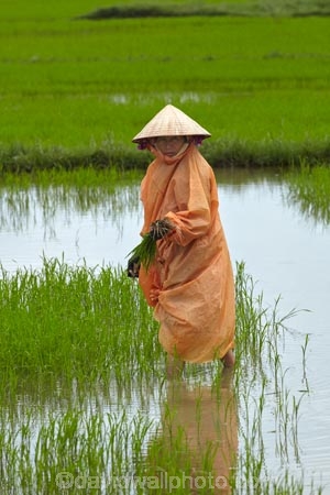 agricultural;agriculture;Asia;Asian;Asian-conical-hat;Asian-conical-hats;Cam-Kim;Cam-Kim-Island;Central-Sea-region;conical-hat;conical-hats;country;countryside;crop;crops;farm;farming;farmland;farms;female;females;field;fields;Hi-An;hard-work;Hoi-An;Hoian;horticulture;Indochina;ladies;lady;leaf-hat;leaf-hats;meadow;meadows;non-la;nÃ³n-lÃ¡;paddock;paddocks;paddy-field;paddy-fields;palm_leaf-conical-hat;pasture;pastures;people;person;rice-field;rice-fields;rice-paddies;rice-paddy;rural;South-East-Asia;Southeast-Asia;Vietnam;Vietnamese;Vietnamese-conical-hat;Vietnamese-conical-hats;Vietnamese-hat;Vietnamese-hats;Vietnamese-symbol;woman;women;worker;workers