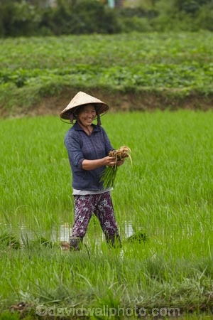 agricultural;agriculture;Asia;Asian;Asian-conical-hat;Asian-conical-hats;Cam-Kim;Cam-Kim-Island;Central-Sea-region;conical-hat;conical-hats;country;countryside;crop;crops;farm;farming;farmland;farms;female;females;field;fields;Hi-An;hard-work;Hoi-An;Hoian;horticulture;Indochina;ladies;lady;leaf-hat;leaf-hats;meadow;meadows;non-la;nÃ³n-lÃ¡;paddock;paddocks;paddy-field;paddy-fields;palm_leaf-conical-hat;pasture;pastures;people;person;rice-field;rice-fields;rice-paddies;rice-paddy;rural;South-East-Asia;Southeast-Asia;Vietnam;Vietnamese;Vietnamese-conical-hat;Vietnamese-conical-hats;Vietnamese-hat;Vietnamese-hats;Vietnamese-symbol;woman;women;worker;workers