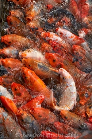 fish-pond;fishes;heritage;historic;historic-place;historic-places;historical;historical-place;historical-places;history;Hu;Hue;Hue-Citadel;Hue-Imperial-Citadel;Imperial-Citadel-of-Hue;Imperial-City;Imperial-Enclosure;Kinh-Thanh;koi-fish;koi-fish-pond;koi-pond;North-Central-Coast;old;orange-fish;Ornamental-koi-fish;pond;ponds;Tha-ThiÃªn_Hu-Province;The-Citadel;Thua-Thien_Hue-Province;tradition;traditional;UN-world-heritage-area;UN-world-heritage-site;UNESCO-World-Heritage-area;UNESCO-World-Heritage-Site;united-nations-world-heritage-area;united-nations-world-heritage-site;Vietnam;Vietnamese;world-heritage;world-heritage-area;world-heritage-areas;World-Heritage-Park;World-Heritage-site;World-Heritage-Sites;Asia
