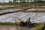 agricultural;agriculture;Asian;buffalo;country;countryside;crop;crops;farm;farm-worker;farm-workers;farmer;farmers;farming;farmland;farms;field;fields;horticulture;laborer;labourer;man;meadow;meadows;men;North-Central-Coast;paddock;paddocks;paddy-field;paddy-fields;pasture;pastures;people;person;plough;ploughing;rice-field;rice-fields;rice-paddies;rice-paddy;rural;Tha-Thiên_Hu-Province;Thua-Thien_Hue-Province;Vietnam;Vietnamese;water;water-buffalos;wet;worker;workers;Asia