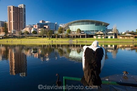 accommodation;accommodations;Adelaide;Adelaide-Convention-Centre;animal;animals;aquatic-bird;aquatic-birds;architecture;Australasian;Australia;Australian;Australian-Pelican;bird;birds;building;buildings;calm;conference-centre;hotel;hotels;Hyatt-Hotel;Hyatt-Regency-Hotel;lake;Lake-Torrens;lakes;marine-bird;marine-birds;Pelecanus-conspicillatus;pelican;pelicans;placid;quiet;reflection;reflections;river;River-Torrens;rivers;S.A.;SA;serene;sleep;sleeping;smooth;South-Australia;State-Capital;still;Torrens-Lake;Torrens-River;tranquil;water;water-bird;water-birds;Wildlife