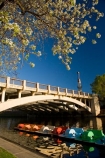 Adelaide;Adelaide-Bridge;Australasian;Australia;Australian;blossom;bridge;bridges;calm;King-William-St-Bridge;King-William-Street-Bridge;lake;Lake-Torrens;lakes;paddle-boat;paddle-boats;peddle-boat;peddle-boats;placid;quiet;reflection;reflections;river;River-Torrens;rivers;S.A.;SA;serene;smooth;South-Australia;spring;spring-time;State-Capital;still;Torrens-Lake;Torrens-River;tranquil;water