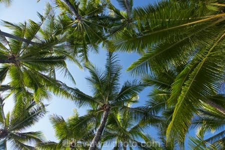 Australasian;Australia;Australian;Cairns;frond;fronds;North-Queensland;palm;Palm-Beach;Palm-Cove;palm-tree;palm-trees;palms;Qld;Queensland;Tropical-North-Queensland