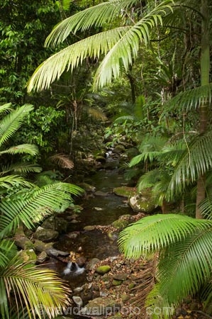 Australasian;Australia;Australian;beautiful;beauty;brook;brooks;bush;creek;creeks;Daintree-N.P.;Daintree-National-Park;Daintree-NP;endemic;flora;flow;forest;forestry;forests;green;lush;Mossman-Gorge;Mossman-Gully;native;native-bush;natural;nature;North-Queensland;outdoor;outdoors;palm;palm-tree;palm-trees;palms;Qld;Queensland;rain-forest;rain-forests;rain_forest;rain_forests;rainforest;rainforests;scene;scenic;stream;streams;tree;trees;Tropcial-North-Queensland;tropical-rainforest;tropical-rainforests;tropical-vegetation;water;watercourse;wet;wood;woods