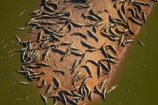 aerial;aerial-image;aerial-images;aerial-photo;aerial-photograph;aerial-photographs;aerial-photography;aerial-photos;aerial-view;aerial-views;aerials;Australasian;Australia;Australian;croc;crocodile-farm;crocodile-farms;Crocodylus-Porosus;crocs;danger;dangerous;Darwin;Darwin-Crocodile-Farm;N.T.;Northern-Territory;NT;Porosus;reptile;reptiles;saltwater-crocodile;saltwater-crocodiles;salty;Top-End
