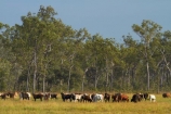 agricultural;agriculture;Australasian;Australia;Australian;brahman-cattle;brahman-cow;brahman-cows;cattle;country;countryside;cow;cows;Darwin;eucalypt;eucalypts;eucalyptus;eucalytis;farm;farming;farmland;farms;field;fields;gum;gum-tree;gum-trees;gums;livestock;meadow;meadows;N.T.;Northern-Territory;NT;paddock;paddocks;pasture;pastures;rural;Top-End;tree;trees