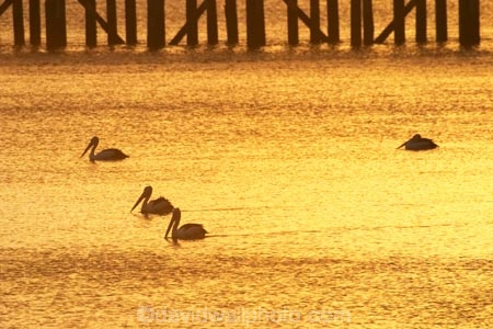 australasia;Australia;australian;bird;birds;coast;coastal;coastline;color;colors;colour;colours;dawn;Fraser-Coast;Hervey-Bay;jetties;jetty;orange;pelican;pelicans;pier;piers;queensland;silhouette;silhouettes;sunrise;Urangan-pier;wharf;wharfs;wharves