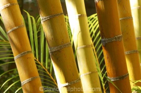 bamboo;flora;foliage;Natural-background;Natural-backgrounds;Nature;pattern;patterns;plant;plants;stem;stems;tropical;trunk;trunks;vegetation