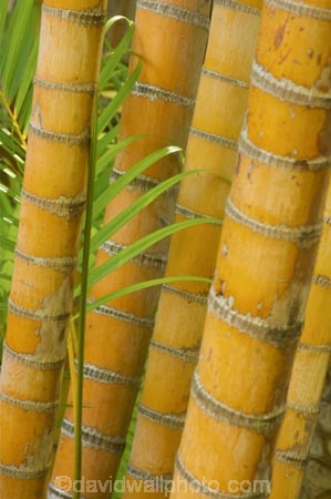 bamboo;flora;foliage;Natural-background;Natural-backgrounds;Nature;pattern;patterns;plant;plants;stem;stems;tropical;trunk;trunks;vegetation