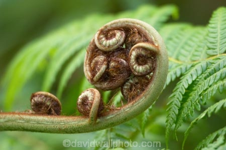 australasia;australia;australian;Botany;Close-up;Close_up;Closeup;Color;Colour;Detail;Details;environment;environmental;Fern;ferns;Fresh;Fresh-growth;Fresh-start;frond;fronds;gold-coast;Green;native;natural;nature;New-beginning;Plant;Plants;queensland;Spiral;Spirals;Spring;Uncurling;Unfurling;Vegetation
