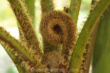 australasia;australia;australian;Botany;Close-up;Close_up;Closeup;Color;Colour;Detail;Details;environment;environmental;Fern;ferns;Fresh;Fresh-growth;Fresh-start;frond;fronds;gold-coast;Green;native;natural;nature;New-beginning;Plant;Plants;queensland;Spiral;Spirals;Spring;Uncurling;Unfurling;Vegetation