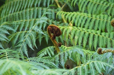 australasia;australia;australian;Botany;Close-up;Close_up;Closeup;Color;Colour;Detail;Details;environment;environmental;Fern;ferns;Fresh;Fresh-growth;Fresh-start;frond;fronds;gold-coast;Green;native;natural;nature;New-beginning;Plant;Plants;queensland;Spiral;Spirals;Spring;Uncurling;Unfurling;Vegetation