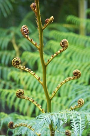 australasia;australia;australian;Botany;Close-up;Close_up;Closeup;Color;Colour;Detail;Details;environment;environmental;Fern;ferns;Fresh;Fresh-growth;Fresh-start;frond;fronds;gold-coast;Green;native;natural;nature;New-beginning;Plant;Plants;queensland;Spiral;Spirals;Spring;Uncurling;Unfurling;Vegetation