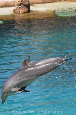 amusement-park;amusement-parks;australasia;Australia;dolphin;dolphins;entertainment;fun;fun-park;fun-parks;Gold-Coast;holiday;holidays;jump;marine;park;parks;play;Queensland;sea-world;Surfers-Paradise;theme-park;theme-parks;tourism;trained;travel;vacation;vacations