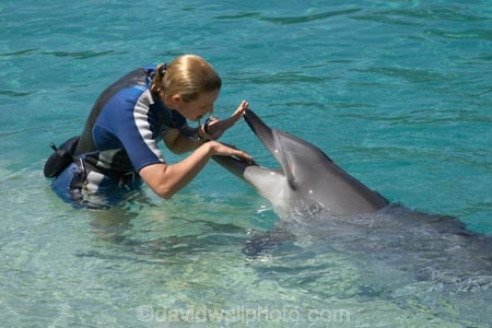 amusement-park;amusement-parks;australasia;Australia;Cetacean;Cetaceans;dental;dolphin;dolphins;entertainment;fun;fun-park;fun-parks;Gold-Coast;holiday;holidays;marine;Marine-life;Marine-mammal;Marine-mammals;mouth;mouths;park;parks;play;Playful;Playfulness;Queensland;Sea;Sea-mammal;Sea-mammals;sea-world;Show;Surfers-Paradise;teeth;theme-park;theme-parks;tourism;trained;trainer;travel;vacation;vacations