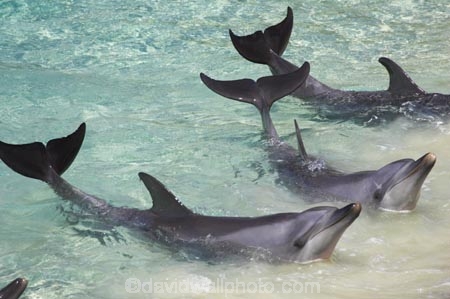 amusement-park;amusement-parks;australasia;Australia;Cetacean;Cetaceans;dental;dolphin;dolphins;entertainment;fun;fun-park;fun-parks;Gold-Coast;holiday;holidays;marine;Marine-life;Marine-mammal;Marine-mammals;mouth;mouths;park;parks;play;Playful;Playfulness;Queensland;Sea;Sea-mammal;Sea-mammals;sea-world;Show;Surfers-Paradise;teeth;theme-park;theme-parks;tourism;trained;trainer;travel;vacation;vacations