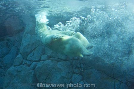 amusement-park;amusement-parks;aquarium;aquariums;australasia;Australia;danger;dangerous;entertainment;fear;fearful;fun;fun-park;fun-parks;glass;Gold-Coast;holiday;holidays;marine;Marine-life;park;parks;polar-bear;polar-bears;polarbear;pool;Queensland;Sea;sea-world;Surfers-Paradise;theme-park;theme-parks;tourism;travel;underwater;vacation;vacations;view
