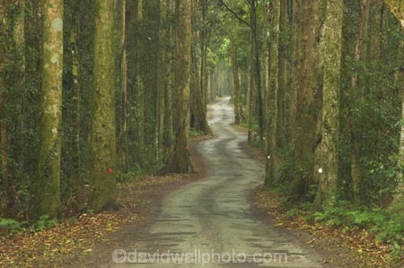 s;australasia;Australia;bend;damp;forest;forests;Gold-Coast;green;Hinterland;Lamington-National-Park;natural;nature;Queensland;rain-forest;rain-forests;rain_forest;rain_forests;rainforest;rainforests;Road;roads;s-bend;tranportation;transport;travel;tree;trees;wet;woods