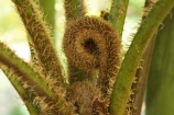 australasia;australia;australian;Botany;Close-up;Close_up;Closeup;Color;Colour;Detail;Details;environment;environmental;Fern;ferns;Fresh;Fresh-growth;Fresh-start;frond;fronds;gold-coast;Green;native;natural;nature;New-beginning;Plant;Plants;queensland;Spiral;Spirals;Spring;Uncurling;Unfurling;Vegetation
