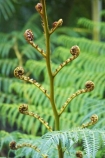 australasia;australia;australian;Botany;Close-up;Close_up;Closeup;Color;Colour;Detail;Details;environment;environmental;Fern;ferns;Fresh;Fresh-growth;Fresh-start;frond;fronds;gold-coast;Green;native;natural;nature;New-beginning;Plant;Plants;queensland;Spiral;Spirals;Spring;Uncurling;Unfurling;Vegetation