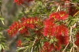 australia;australian;Bottlebrush;bottlebrushes;Callistemon;flower;flowers;queensland