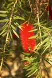 australia;australian;Bottlebrush;bottlebrushes;Callistemon;flower;flowers;queensland
