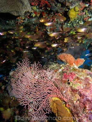 Agincourt-Reef;Agincourt-Reefs;Apogon-hoevenii;Australasian;Australia;Australian;Barrier-Reef;cardinalfish;cardinalfishes;cave;coral-reef;coral-reefs;Coral-Sea;corals;dive-site;dive-sites;diving;ecosystem;environment;fan-coral;fan-corals;fish;fishes;Frostfin-cardinalfish;Frostfin-cardinalfishes;gorgonian-fan-coral;Great-Barrier-Reef;Great-Barrier-Reef-Marine-Park;marine;marine-environment;marine-life;marinelife;North-Queensland;Ocean;oceanlife;Oceans;Qld;Queensland;reef;reefs;ribbon-reef;ribbon-reefs;ribbonreef;ribbonreefs;school;schools;scuba-diving;Sea;sea-fan;sea-fans;seafan;seafans;sealife;Seas;shoal;shoals;South-Pacific;Tasman-Sea;Tropcial-North-Queensland;tropical-reef;tropical-reefs;under-water;under_water;undersea;underwater;underwater-photo;underwater-photography;underwater-photos;UNESCO-World-Heritage-Site;Wiorld-Heritage-Site;World-Heritage-Area;World-Heritage-Park