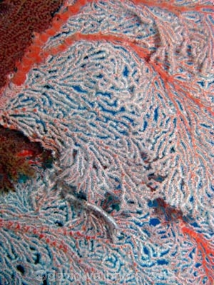 Agincourt-Reef;Agincourt-Reefs;Australasian;Australia;Australian;Barrier-Reef;coral-reef;coral-reefs;Coral-Sea;corals;dive-site;dive-sites;diving;ecosystem;environment;fan-coral;fan-corals;gorgonian-fan-coral;Great-Barrier-Reef;Great-Barrier-Reef-Marine-Park;marine;marine-environment;marine-life;marinelife;North-Queensland;Ocean;oceanlife;Oceans;Qld;Queensland;reef;reefs;ribbon-reef;ribbon-reefs;ribbonreef;ribbonreefs;scuba-diving;Sea;sea-fan;sea-fans;seafan;seafans;sealife;Seas;South-Pacific;Tasman-Sea;Tropcial-North-Queensland;tropical-reef;tropical-reefs;under-water;under_water;undersea;underwater;underwater-photo;underwater-photography;underwater-photos;UNESCO-World-Heritage-Site;Wiorld-Heritage-Site;World-Heritage-Area;World-Heritage-Park