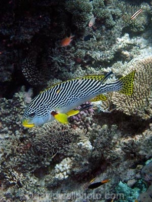 Agincourt-Reef;Agincourt-Reefs;Australasian;Australia;Australian;Barrier-Reef;coral-reef;coral-reefs;Coral-Sea;Diagonal_Banded-Sweetlip;Diagonal_Banded-Sweetlips;dive-site;dive-sites;diving;ecosystem;environment;fish;fishes;Great-Barrier-Reef;Great-Barrier-Reef-Marine-Park;marine;marine-environment;marine-life;marinelife;North-Queensland;Ocean;oceanlife;Oceans;Plectorhinchus-lineatus;Qld;Queensland;reef;reefs;ribbon-reef;ribbon-reefs;ribbonreef;ribbonreefs;scuba-diving;Sea;sealife;Seas;South-Pacific;Tasman-Sea;Tropcial-North-Queensland;tropical-reef;tropical-reefs;under-water;under_water;undersea;underwater;underwater-photo;underwater-photography;underwater-photos;UNESCO-World-Heritage-Site;Wiorld-Heritage-Site;World-Heritage-Area;World-Heritage-Park