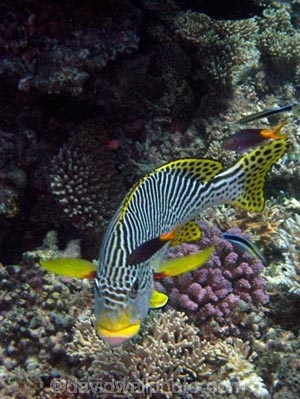 Agincourt-Reef;Agincourt-Reefs;Australasian;Australia;Australian;Barrier-Reef;coral-reef;coral-reefs;Coral-Sea;Diagonal_Banded-Sweetlip;Diagonal_Banded-Sweetlips;dive-site;dive-sites;diving;ecosystem;environment;fish;fishes;Great-Barrier-Reef;Great-Barrier-Reef-Marine-Park;marine;marine-environment;marine-life;marinelife;North-Queensland;Ocean;oceanlife;Oceans;Plectorhinchus-lineatus;Qld;Queensland;reef;reefs;ribbon-reef;ribbon-reefs;ribbonreef;ribbonreefs;scuba-diving;Sea;sealife;Seas;South-Pacific;Tasman-Sea;Tropcial-North-Queensland;tropical-reef;tropical-reefs;under-water;under_water;undersea;underwater;underwater-photo;underwater-photography;underwater-photos;UNESCO-World-Heritage-Site;Wiorld-Heritage-Site;World-Heritage-Area;World-Heritage-Park
