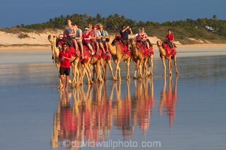 Australasian;Australia;Australian;beach;beaches;Broome;calm;camel;camel-train;camel-trains;camels;coast;coastal;coastline;icon;iconic;icons;Kimberley;Kimberley-Region;placid;quiet;reflection;reflections;sand;sandy;serene;shore;shoreline;smooth;still;The-Kimberley;tourism;tourist;tourist-attraction;tourist-attractions;tourists;tranquil;W.A.;WA;water;West-Australia;Western-Australia