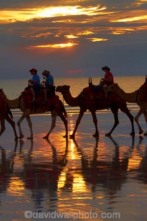 Australasian;Australia;Australian;beach;beaches;Broome;Cable-Beach;calm;camel;camel-train;camel-trains;camels;cloud;clouds;coast;coastal;coastline;dusk;evening;icon;iconic;icons;Kimberley;Kimberley-Region;nightfall;orange;placid;quiet;reflection;reflections;sand;sandy;serene;shore;shoreline;silhouette;silhouettes;sky;smooth;still;sunset;sunsets;The-Kimberley;tourism;tourist;tourist-attraction;tourist-attractions;tourists;tranquil;twilight;W.A.;WA;water;West-Australia;Western-Australia