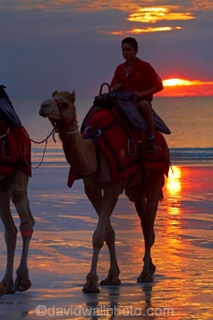 Australasian;Australia;Australian;beach;beaches;Broome;Cable-Beach;calm;camel;camel-train;camel-trains;camels;cloud;clouds;coast;coastal;coastline;dusk;evening;icon;iconic;icons;Kimberley;Kimberley-Region;nightfall;orange;placid;quiet;reflection;reflections;sand;sandy;serene;shore;shoreline;silhouette;silhouettes;sky;smooth;still;sunset;sunsets;The-Kimberley;tourism;tourist;tourist-attraction;tourist-attractions;tourists;tranquil;twilight;W.A.;WA;water;West-Australia;Western-Australia