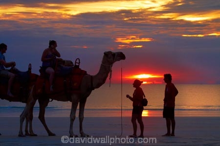 Australasian;Australia;Australian;beach;beaches;Broome;Cable-Beach;calm;camel;camel-train;camel-trains;camels;cloud;clouds;coast;coastal;coastline;dusk;evening;icon;iconic;icons;Kimberley;Kimberley-Region;nightfall;orange;placid;quiet;reflection;reflections;sand;sandy;serene;shore;shoreline;silhouette;silhouettes;sky;smooth;still;sunset;sunsets;The-Kimberley;tourism;tourist;tourist-attraction;tourist-attractions;tourists;tranquil;twilight;W.A.;WA;water;West-Australia;Western-Australia