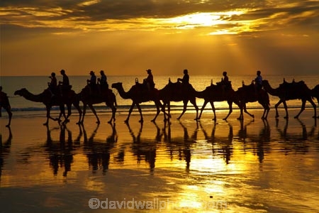 Australasian;Australia;Australian;beach;beaches;Broome;Cable-Beach;calm;camel;camel-train;camel-trains;camels;cloud;clouds;coast;coastal;coastline;dusk;evening;icon;iconic;icons;Kimberley;Kimberley-Region;last-light;late-light;nightfall;orange;placid;quiet;reflection;reflections;sand;sandy;serene;shore;shoreline;silhouette;silhouettes;sky;smooth;still;sunset;sunsets;The-Kimberley;tourism;tourist;tourist-attraction;tourist-attractions;tourists;tranquil;twilight;W.A.;WA;water;West-Australia;Western-Australia