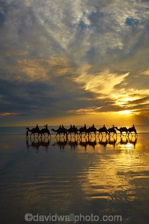 Australasian;Australia;Australian;beach;beaches;Broome;Cable-Beach;calm;camel;camel-train;camel-trains;camels;cloud;clouds;coast;coastal;coastline;dusk;evening;icon;iconic;icons;Kimberley;Kimberley-Region;last-light;late-light;nightfall;orange;placid;quiet;reflection;reflections;sand;sandy;serene;shore;shoreline;silhouette;silhouettes;sky;smooth;still;sunset;sunsets;The-Kimberley;tourism;tourist;tourist-attraction;tourist-attractions;tourists;tranquil;twilight;W.A.;WA;water;West-Australia;Western-Australia