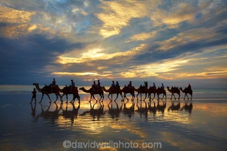 Australasian;Australia;Australian;beach;beaches;Broome;Cable-Beach;calm;camel;camel-train;camel-trains;camels;cloud;clouds;coast;coastal;coastline;dusk;evening;icon;iconic;icons;Kimberley;Kimberley-Region;last-light;late-light;nightfall;orange;placid;quiet;reflection;reflections;sand;sandy;serene;shore;shoreline;silhouette;silhouettes;sky;smooth;still;sunset;sunsets;The-Kimberley;tourism;tourist;tourist-attraction;tourist-attractions;tourists;tranquil;twilight;W.A.;WA;water;West-Australia;Western-Australia