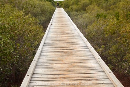 Australasian;Australia;Australian;Broome;dock;docks;jetties;jetty;Kimberley;Kimberley-Region;male;man;mangrove;mangroves;people;person;pier;piers;quay;quays;Streeters-Jetty;The-Kimberley;W.A.;WA;waterside;West-Australia;Western-Australia;wharf;wharfes;wharves