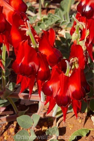 Australasian;Australia;Australian;Australian-Flower;Australian-Flowers;Australian-Outback;Clianthus-formosus;Desert-Flower;Desert-Flowers;flower;flowers;Halls-Creek;Kimberley;Kimberley-Region;native-flower;Outback;red;red-flower;red-flowers;Sturt-Pea;Sturts-Desert-Pea;Swainsona;Swainsona-formosa;The-Kimberley;W.A.;WA;West-Australia;Western-Australia