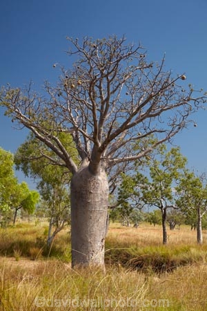 Adansonia-gregorii;Australasia;Australasian;Australia;Australian;Australian-baobab;Australian-Desert;Australian-Outback;back-country;backcountry;backwoods;baobab-tree;baobab-trees;boab-tree;boab-trees;bottle-tree;bottle-trees;country;countryside;cream-of-tartar-tree;d;Derby;gadawon;geographic;geography;gourd_gourd-tree;Great-Northern-Highway;Kimberley;Kimberley-Region;Outback;remote;remoteness;rural;The-Kimberley;tree;tree-trunk;tree-trunks;trees;trunk;trunks;Turkey-Creek;W.A.;WA;Warmun;West-Australia;Western-Australia;wilderness