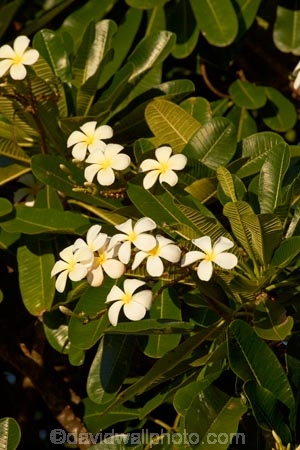 Australasian;Australia;Australian;flower;flowers;fragrant;Frangipani;Kimberley;Kimberley-Region;Kununurra;Plumeria;The-Kimberley;W.A.;WA;West-Australia;Western-Australia