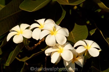Australasian;Australia;Australian;flower;flowers;fragrant;Frangipani;Kimberley;Kimberley-Region;Kununurra;Plumeria;The-Kimberley;W.A.;WA;West-Australia;Western-Australia