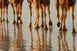 Australasian;Australia;Australian;beach;beaches;Broome;calm;camel;camel-feet;camel-foot;camel-hoof;camel-hooves;camel-train;camel-trains;camels;coast;coastal;coastline;feet;foot;hoof;hooves;Kimberley;Kimberley-Region;leg;legs;placid;quiet;reflection;reflections;sand;sandy;serene;shore;shoreline;smooth;still;The-Kimberley;tourism;tourist;tourist-attraction;tourist-attractions;tourists;tranquil;W.A.;WA;water;West-Australia;Western-Australia