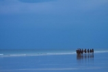 Australasian;Australia;Australian;beach;beaches;black-cloud;black-clouds;Broome;Cable-Beach;calm;camel;camel-train;camel-trains;camels;cloud;clouds;cloudy;coast;coastal;coastline;dark-cloud;dark-clouds;gray-cloud;gray-clouds;grey-cloud;grey-clouds;Indian-Ocean;Kimberley;Kimberley-Region;ocean;oceans;placid;quiet;rain-cloud;rain-clouds;rain-storm;rain-storms;reflection;reflections;sand;sandy;sea;seas;serene;shore;shoreline;smooth;still;storm;storms;The-Kimberley;tourism;tourist;tourist-attraction;tourist-attractions;tourists;tranquil;W.A.;WA;water;West-Australia;Western-Australia