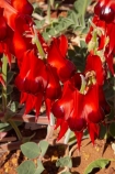 Australasian;Australia;Australian;Australian-Flower;Australian-Flowers;Australian-Outback;Clianthus-formosus;Desert-Flower;Desert-Flowers;flower;flowers;Halls-Creek;Kimberley;Kimberley-Region;native-flower;Outback;red;red-flower;red-flowers;Sturt-Pea;Sturts-Desert-Pea;Swainsona;Swainsona-formosa;The-Kimberley;W.A.;WA;West-Australia;Western-Australia