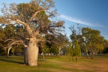 Adansonia-gregorii;Australasian;Australia;Australian;Australian-baobab;baobab-tree;baobab-trees;boab-tree;boab-trees;bottle-tree;bottle-trees;Celebrity-Tree-Park;cream-of-tartar-tree;gadawon;gourd_gourd-tree;Kimberley;Kimberley-Region;Kununurra;The-Kimberley;tree;trees;W.A.;WA;West-Australia;Western-Australia