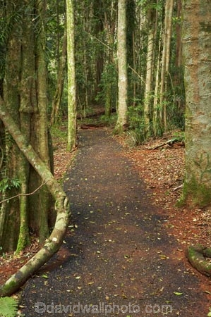 Australasian;Australia;Australian;Central-Eastern-Rainforest-Reserves;Dorrigo-N.P.;Dorrigo-National-Park;Dorrigo-NP;Dorrigo-Rainforest;forest;forests;Gondwana-Rainforests-of-Australia;Mid-North-Coast;Mid-North-Coast-NSW;Mid-North-Nsw;Mid-Northern-NSW;N.S.W.;New-South-Wales;NSW;rainforest;rainforests;track;tracks;walking-track;walking-tracks;Waterfall-Way;Wonga-Track;Wonga-Walk;Wonga-Walk-Track;Wonga-Walking-Track;World-Heritage-Site