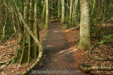 Australasian;Australia;Australian;Central-Eastern-Rainforest-Reserves;Dorrigo-N.P.;Dorrigo-National-Park;Dorrigo-NP;Dorrigo-Rainforest;forest;forests;Gondwana-Rainforests-of-Australia;Mid-North-Coast;Mid-North-Coast-NSW;Mid-North-Nsw;Mid-Northern-NSW;N.S.W.;New-South-Wales;NSW;rainforest;rainforests;track;tracks;walking-track;walking-tracks;Waterfall-Way;Wonga-Track;Wonga-Walk;Wonga-Walk-Track;Wonga-Walking-Track;World-Heritage-Site