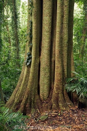 Australasian;Australia;Australian;Central-Eastern-Rainforest-Reserves;Dorrigo-N.P.;Dorrigo-National-Park;Dorrigo-NP;Dorrigo-Rainforest;forest;forests;Gondwana-Rainforests-of-Australia;green;lush;Mid-North-Coast;Mid-North-Coast-NSW;Mid-North-Nsw;Mid-Northern-NSW;N.S.W.;New-South-Wales;NSW;rainforest;rainforests;timber;tree;tree-trunk;tree-trunks;trees;trunk;trunks;verdant;Waterfall-Way;Wonga-Walk;wood;World-Heritage-Site